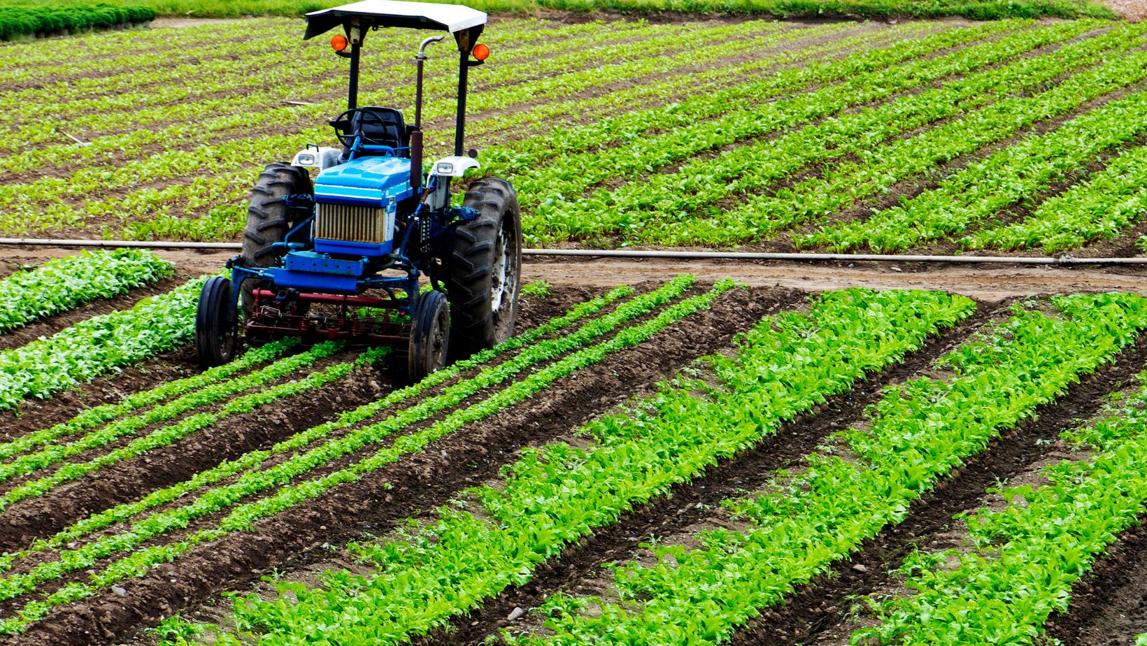 Top 10 Sustainable Agriculture Stocks to Watch in 2024: Green Investing Guide